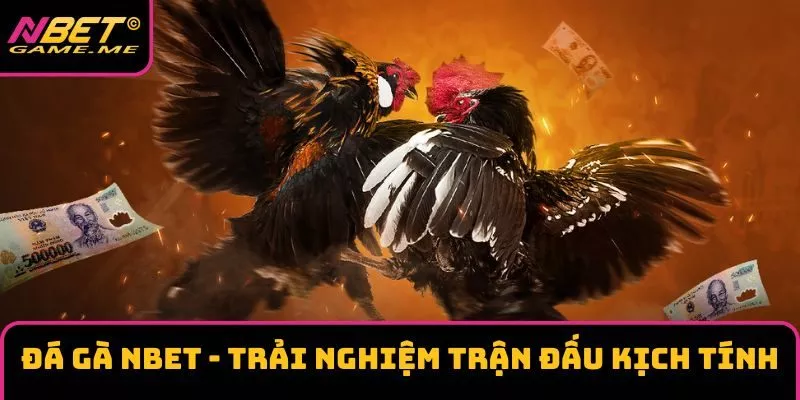 Đá Gà NBET - Trải Nghiệm Trận Đấu Kịch Tính Nhất