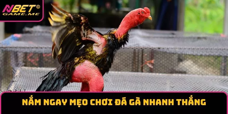Nắm ngay mẹo chơi đá gà nhanh thắng Nắm ngay mẹo chơi đá gà nhanh thắng