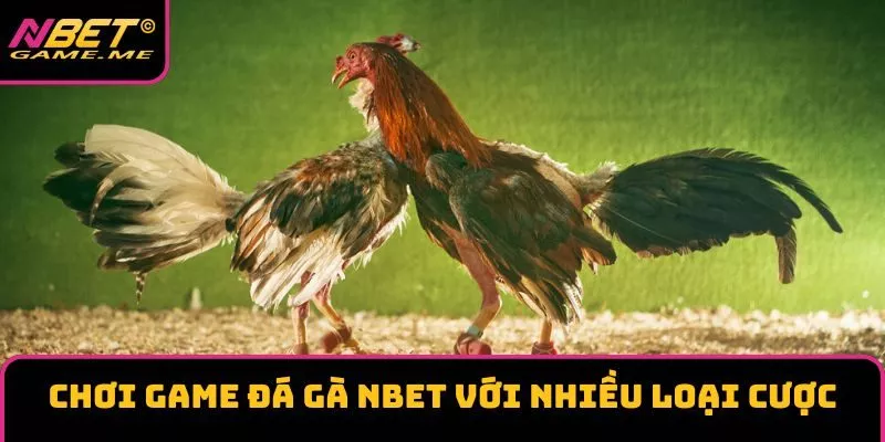 Chơi game đá gà với nhiều loại cược Chơi game đá gà với nhiều loại cược